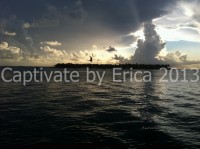 /album/captivatebyerica/seabird-1024x765-jpg/